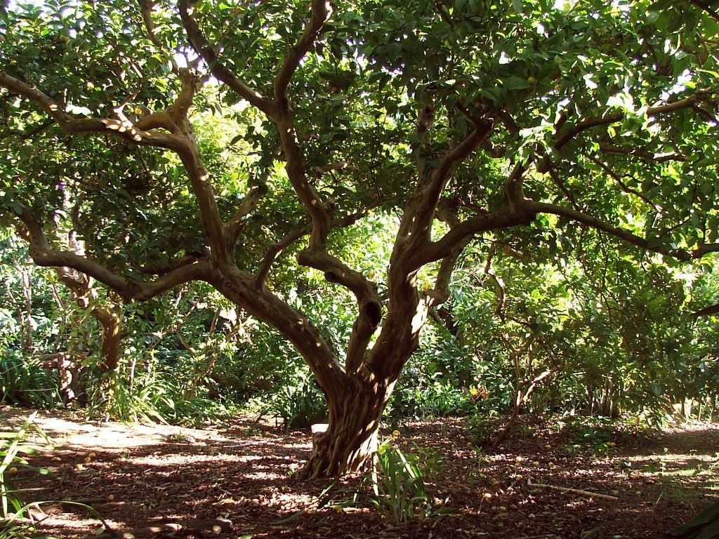 Castelo Branco  Quinta Das Buganvilias المظهر الخارجي الصورة